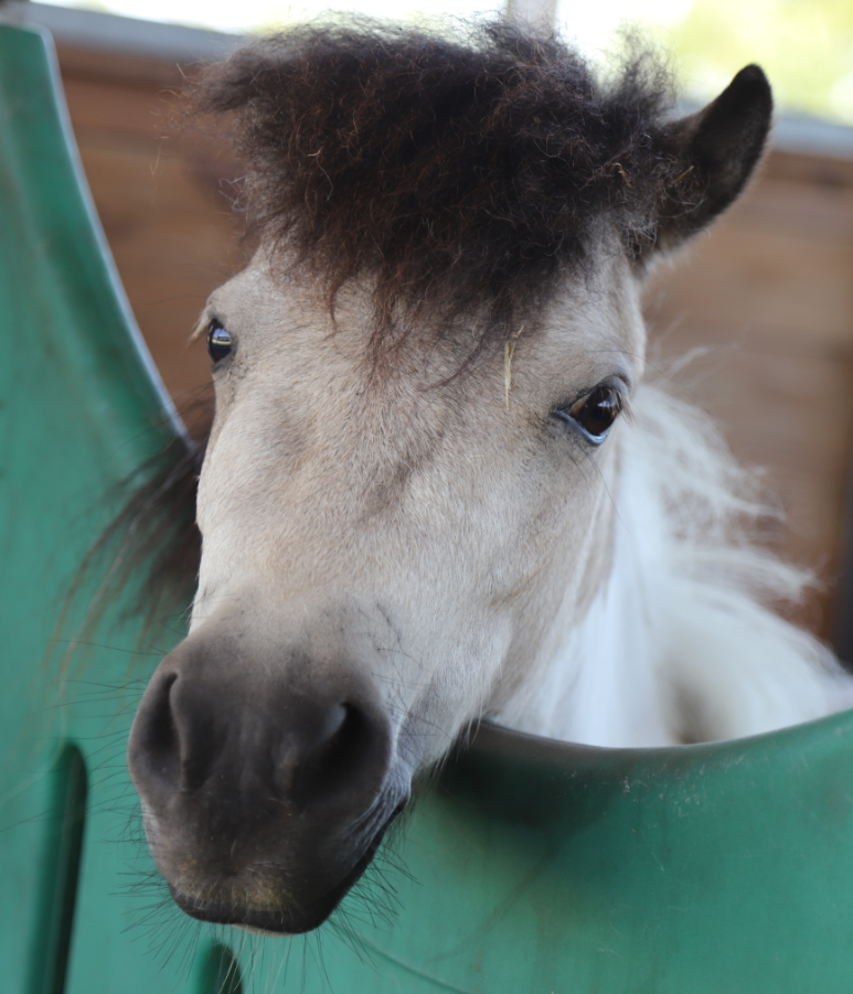 Pipsqueak the Horse