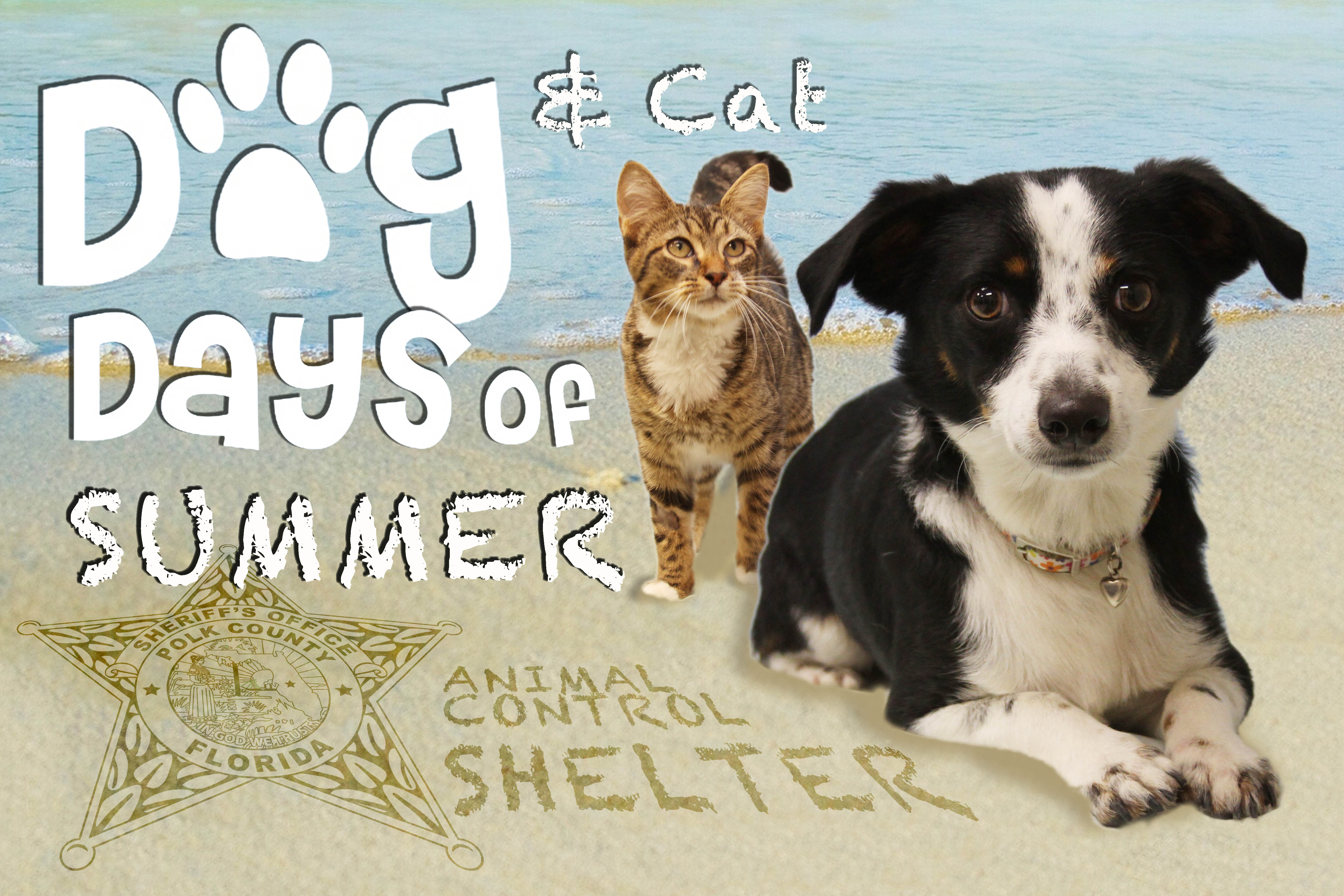 dog days of summer 2019 flier