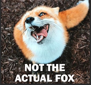 rabid fox